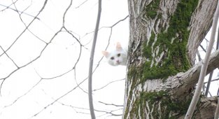 Ağaca çıkıp inemeyen kediyi itfaiye kurtardı