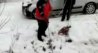 Mahsur Kalan Baykuşu İtfaiye Ekipleri Kurtardı