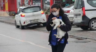 Sokak kedilerine veteriner kliniklerinin kapısı ücretsiz açılıyor