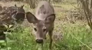 Bahçesine Giren Karacaya Böyle Seslendi