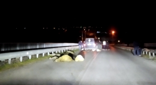 Çobanın Hatası Pahalıya Patladı: 11 Koyun Telef Oldu
