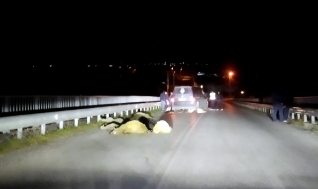 Çobanın Hatası Pahalıya Patladı: 11 Koyun Telef Oldu