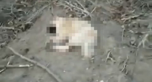 Köpekler Zehirlenerek Öldürüldü