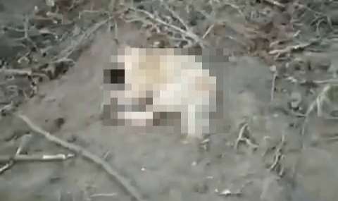 Köpekler Zehirlenerek Öldürüldü