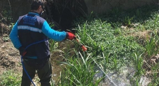 Sapanca’da Larva İlaçlama Çalışmasına Başlandı