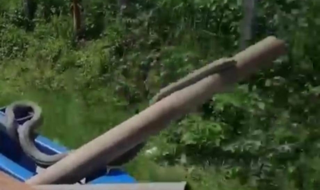 Yılanın Keyifli Yolculuğu Kamerada