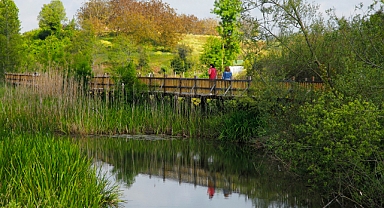 Acarlar Longozu Turistlerin İlgi Odağı Oldu