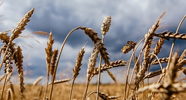 Bakan Kirişçi Duyurdu: Buğday ve Arpa Fiyatları Değişti