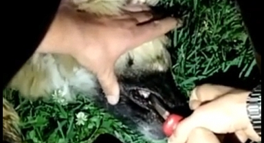 Köpeğin Yardımına Bekçiler Yetişti