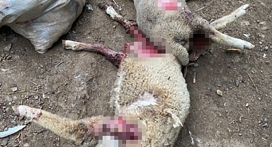 Çiftliğe Giren Köpekler Dehşet Saçtı: 2 Koyun Telef Oldu
