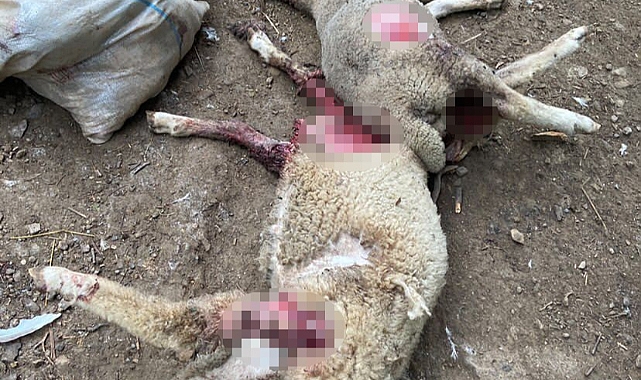 Çiftliğe Giren Köpekler Dehşet Saçtı: 2 Koyun Telef Oldu