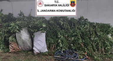 Hint Keneviri Yetiştiren 3 Kişiye Gözaltı