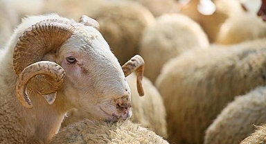 Kurban Kesim ve Hareketliliklerinde Uyulması Gereken Esaslar