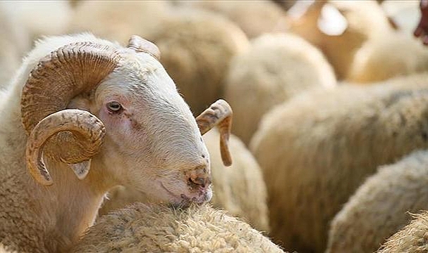 Kurban Kesim ve Hareketliliklerinde Uyulması Gereken Esaslar