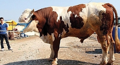 Kurbanlıklara Zam Geldi