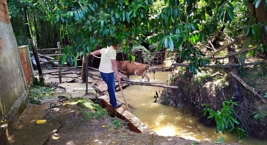Sel Kurbanlık Hayvanları da Vurdu