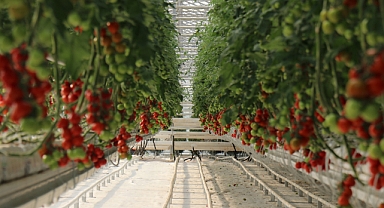 Yılda 1250 Ton Domates Üretimi Hedeflenen Merkez Dünya Piyasasına Açılacak