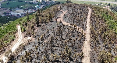 Adapazarı'ndaki Orman Yangınında Binlerce Hayvan Telef Oldu