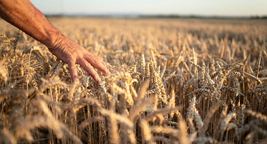 Çiftçiye Arpa ve Buğday Desteği Verilecek