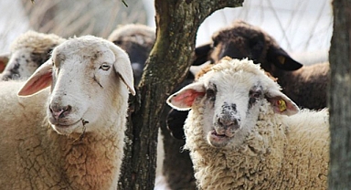 Et ve Süt Kurumundan Kurbanlık Açıklaması