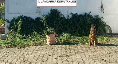 Jandarma'dan Kenevir Operasyonu: 1 Gözaltı