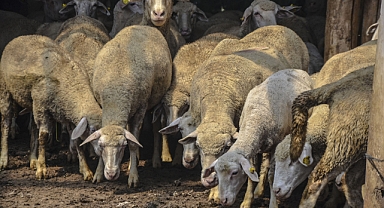 10 bin TL'ye Çalışacak Çoban Bulamıyor