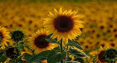 Ayçiçeği Üreticisi Taban Fiyata Kilitlendi