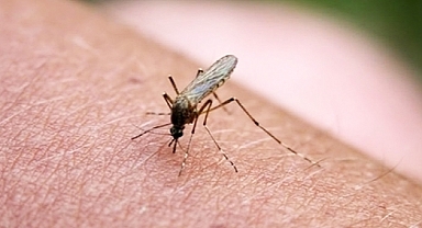 Bilim İnsanları Sivrisineklerin İnsan Kokusunu Nasıl Ayırt Ettiğini Açıkladı