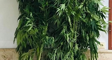 Boyları 2,5 Metre Kenevir Ele Geçirildi: 1 Gözaltı