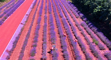 Büyükşehir'in Vizyon Projesi Botanik Vadisi'nde Hasat Dönemi