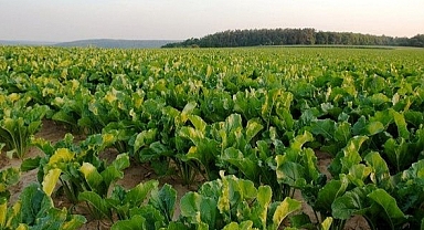 Çiftçilere Pancar Sulama Avansı Verilecek