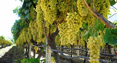 Cumhurbaşkanı Erdoğan'ın Açıklaması Yaş Üzüme de Yaradı