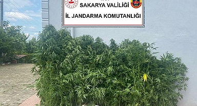 Jandarma'dan Kenevir Operasyonu: 1 Gözaltı