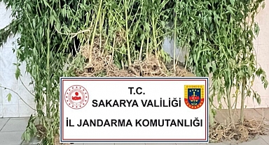 Kenevir Operasyonu: 2 Gözaltı