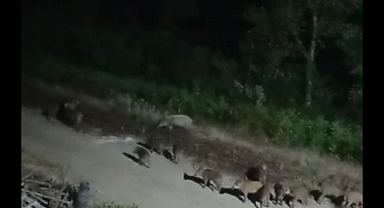 Korku Dolu Anlar: Mahalleyi Domuzlar Bastı