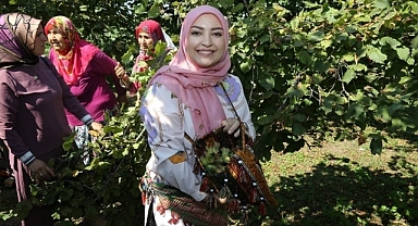 Milletvekili Erdoğan Beline Sepet Bağlayarak Fındık Topladı