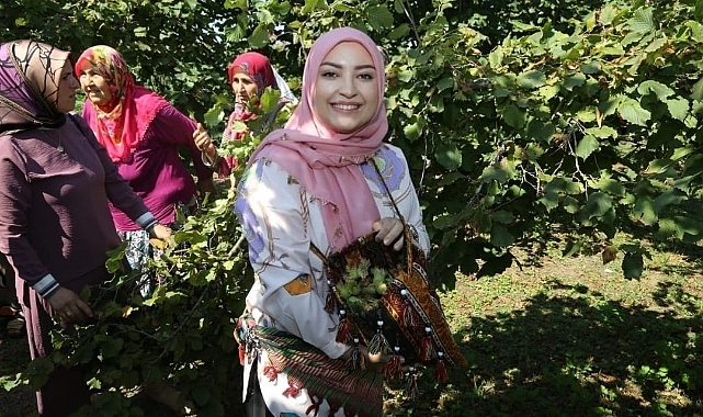Milletvekili Erdoğan Beline Sepet Bağlayarak Fındık Topladı