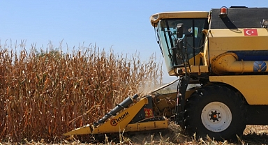 Mısır Hasadı Lokal Olarak Başladı