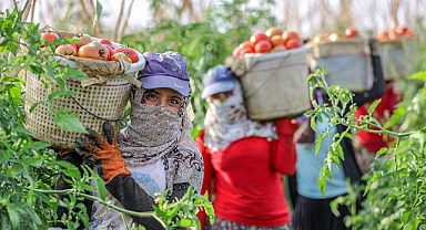 Şehirlerde Taze ve Ucuz Sebzeye Erişimde Yeni Destekleme Modeli 