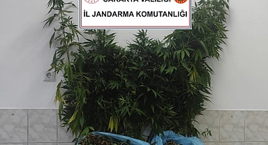 Söğütlü'de Esrar Operasyonu