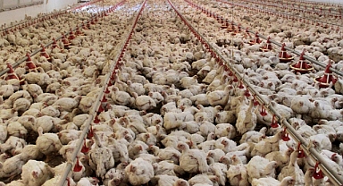 Tavuk Üretimi Haziran Ayında Arttı