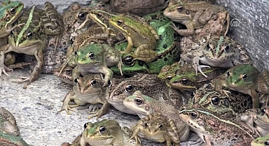 Türkiye Avrupa'ya Kurbağa İhraç Ediyor