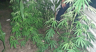 Zehir Taciri 70 Kök Kenevirle Yakalandı