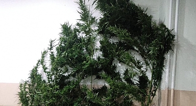 10 Kök Kenevir Maddesi ve Silah Ele Geçirildi: 2 Gözaltı