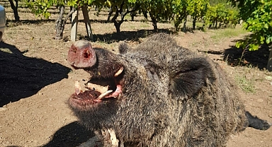 385 Kiloluk Domuzu Avladılar