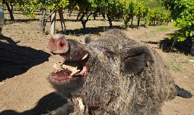 385 Kiloluk Domuzu Avladılar