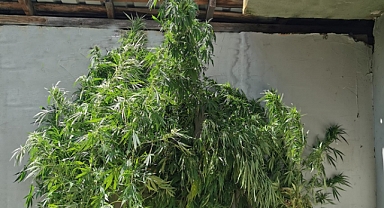 Akyazı'da Uyuşturucu Operasyonu: 1 Gözaltı