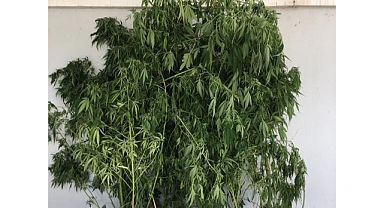 Emniyetten Zehir Operasyonu: 1 Gözaltı