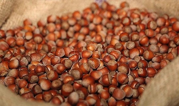 Fındık İhracatında Dev Rakamlara Ulaşıldı