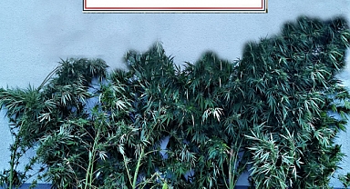 Jandarma'dan Uyuşturucu Operasyonu: 1 Gözaltı